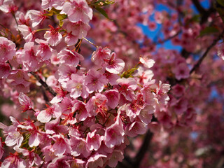 Dense Cherry Blossom Canopy