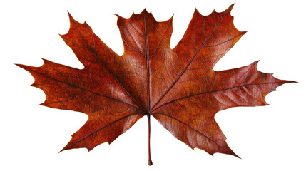 Fototapeta premium Vibrant red maple leaf with detailed texture and patterns against a background of autumn foliage Seasonal natural scenery and earthy tones in a natural botanical environment