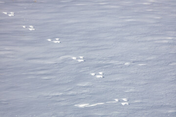 Abstract texture background of animal tracks in fresh fallen snow, on a sunny day