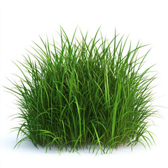 grass on white background