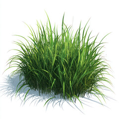 Obraz premium grass on white background