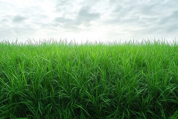 Obraz premium Lush Green Grass Under Bright Overcast Sky Minimalist Landscape Photography