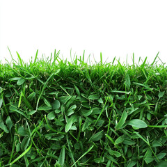 Obraz premium fresh green grass