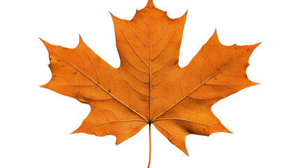Obraz premium Vibrant orange and red autumn maple leaf in a crisp natural environment Seasonal fall foliage and botanical scenery with a rustic eco friendly aesthetic