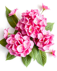 Fototapeta premium 1. Beautiful romantic flower collection with roses, leaves, floral bouquets, flower compositions