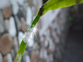 Photo of White lice on plants. White lice are small sap-sucking insects that are recognized by...