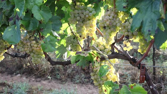 Closeup of bunches of ripe white grapes hanging from vine in sunny vineyard. Harvest time. High quality FullHD footage
