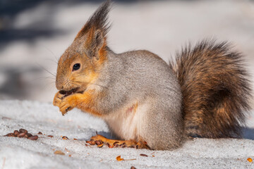 The squirrel in winter sits on white snow.