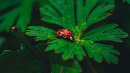 Ladybug on green leaf.