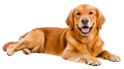 Obraz premium Adorable golden retriever dog laying in green grass on a bright white background The happy smiling canine is a friendly loyal and playful companion animal This studio portrait captures the gentle