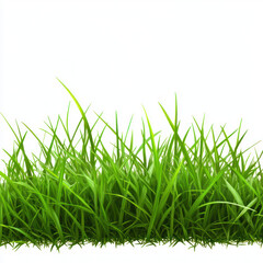 green grass isolated on white background