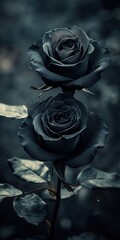 Dark Roses in Garden Setting