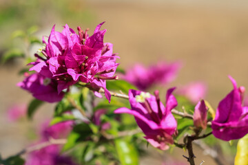 Bougainvillea blooming with nature background use for background and wallpaper.