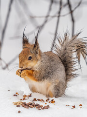 Fototapeta premium The squirrel in winter sits on white snow.