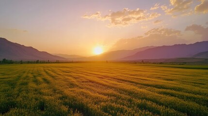 Fototapeta premium Golden Field at Dusk, A Serene Landscape with Mountain Silhouettes