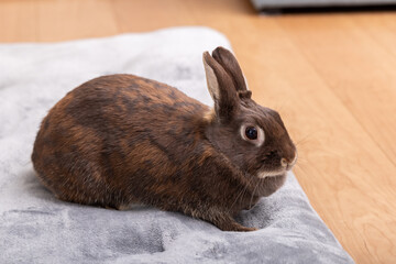 うさぎ　Rabbit