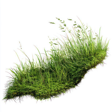 green grass isolated on white background