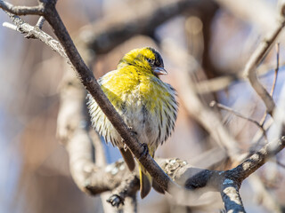 Eurasian siskin male, latin name spinus spinus, sitting on branch of tree. Cute little yellow songbird.