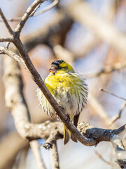 Eurasian siskin male, latin name spinus spinus, sitting on branch of tree. Cute little yellow songbird.