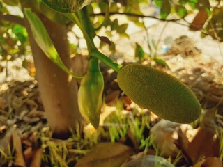 Obraz premium Young fruit of the jackfruit tree
