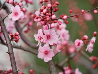Flowers in spring series: plum blossoming in spring, it is the only remaining last winter flower, is the earliest blooming flower in spring. It shows struggle and pride.