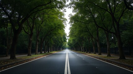 Fototapeta premium A very long road with trees on both sides.
