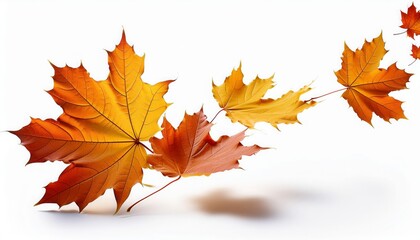 Fototapeta premium maple leaf flying isolated on isolated white background