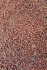 Coffee beans drying in the sun  