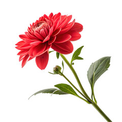 red dahlia flower