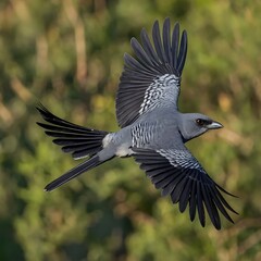 Naklejka premium Cuckooshrike Gliding Over the Forest Canopy as the Sun Sets