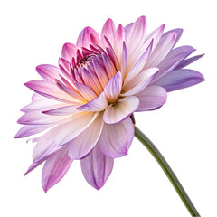 Fototapeta premium pink dahlia isolated on white