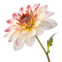 Fototapeta premium pink dahlia flower
