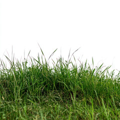 Obraz premium green grass isolated on white background