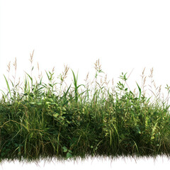 Obraz premium grass isolated on white background
