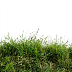 Fototapeta premium green grass on white background