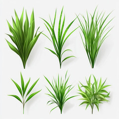 green grass isolated on white background