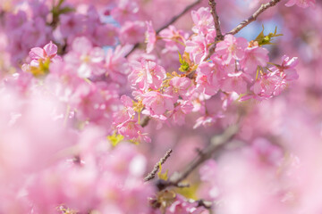 四浦半島に咲き誇る満開の河津桜と春の青空