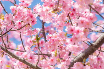 四浦半島に咲き誇る満開の河津桜と春の青空