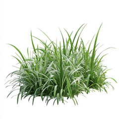 Fototapeta premium dill isolated on white background