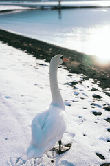 山中湖にいる美しい白鳥