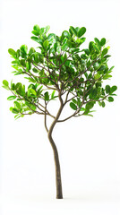 green tree