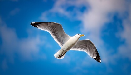 Obraz premium seagull in the sky