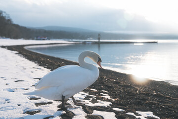 山中湖にいる美しい白鳥
