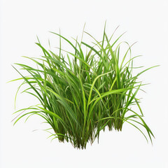 Fototapeta premium green grass isolated on white
