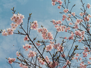 Spring flowers series, Beautiful Cherry blossom , pink sakura flowers in Shanghai.