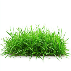 green grass isolated on white