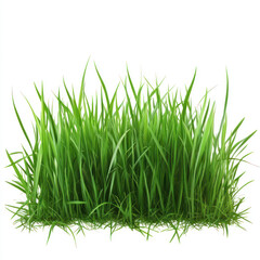 Obraz premium green grass isolated on white