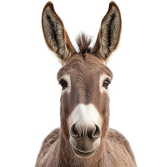 Adorable Donkey's Direct Gaze: Captivating portrait of a charming donkey, with its expressive eyes, large ears, and gentle demeanor, creating a sense of connection.