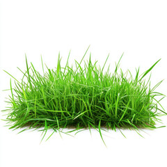 grass isolated on white background