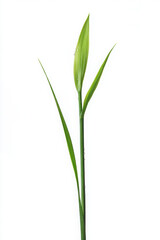 Fototapeta premium Close-up of a single green plant sprout with delicate leaves against a white background.
